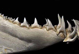 Lower teeth