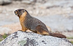 Yellow-bellied marmot perched on a rock
