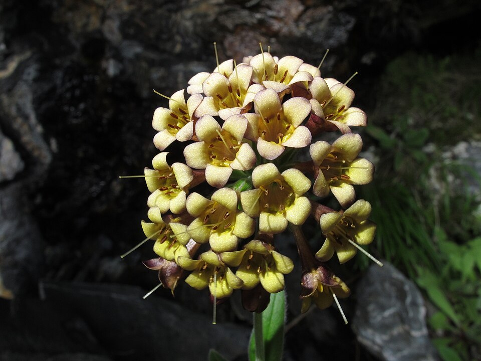File:Myosotis macrantha 1221392.jpg