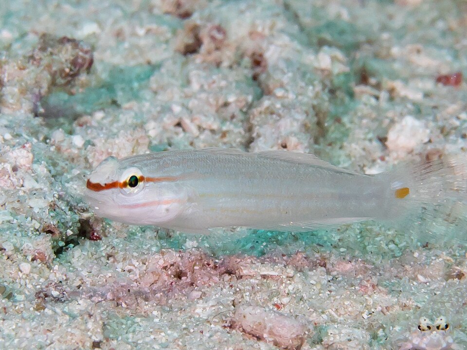 File:Orange-striped goby (Amblygobius decussatus) (46386884174).jpg