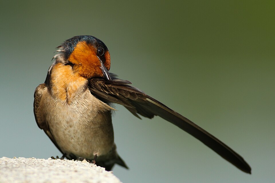 File:Preening bird (Unsplash).jpg