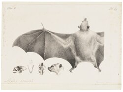 Drawing of bat