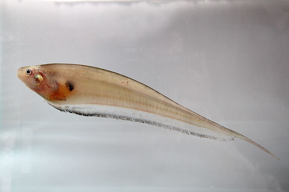 File:Sternopygidae Eigenmannia sp.jpg