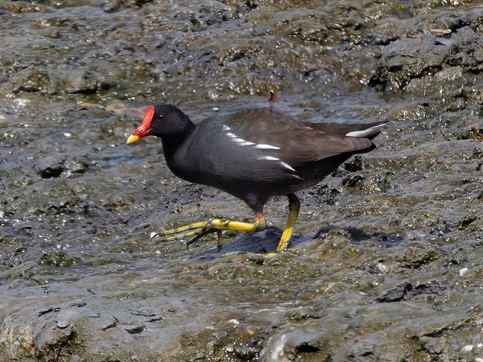 File:Teichhuhn Tubli Bay 2.jpg