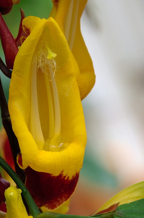 File:Thunbergia Mysorensis Luc Viatour.jpg