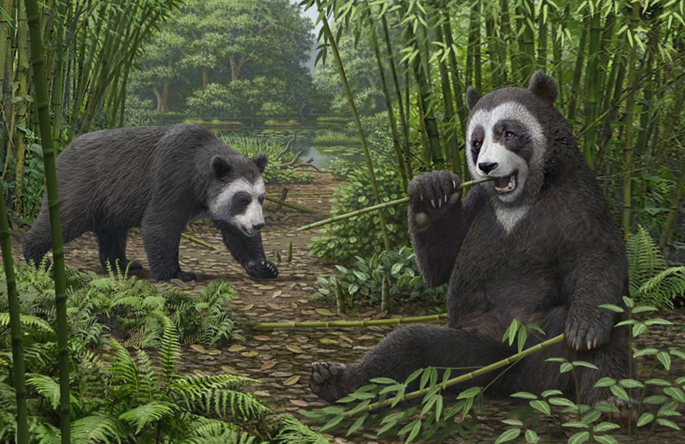 File:Ailurarctos paleoart.webp