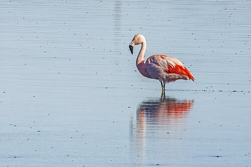 Chilean flamingo Phoenicopterus chilensis Argentina