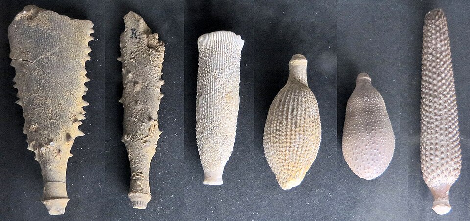 File:Cidaridae - radiola (cropped).JPG