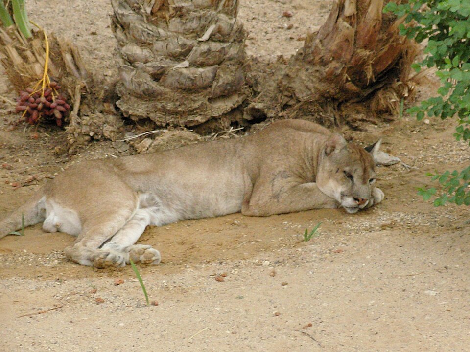 File:Cougar Puma (8454542867).jpg
