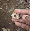Dormouse feeding signs on Elaeocarpus tuberculatus