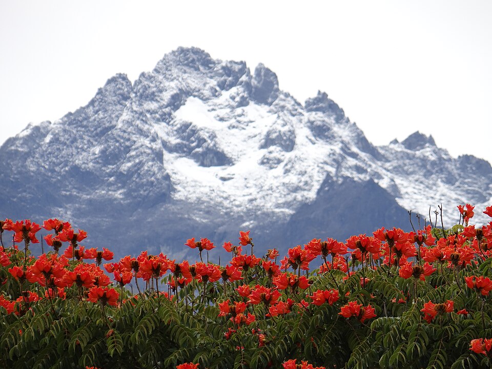 File:Flores para la Nieve.JPG