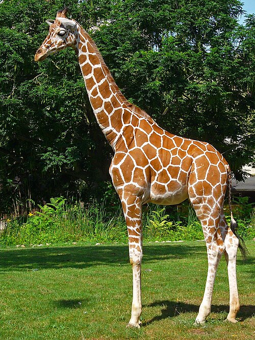 File:Giraffa camelopardalis reticulata 01, flip.jpg