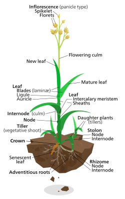 Diagram of a typical lawn grass plant