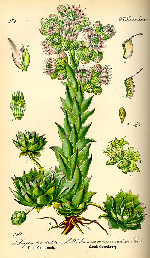 File:Illustration Sempervivum tectorum0.jpg