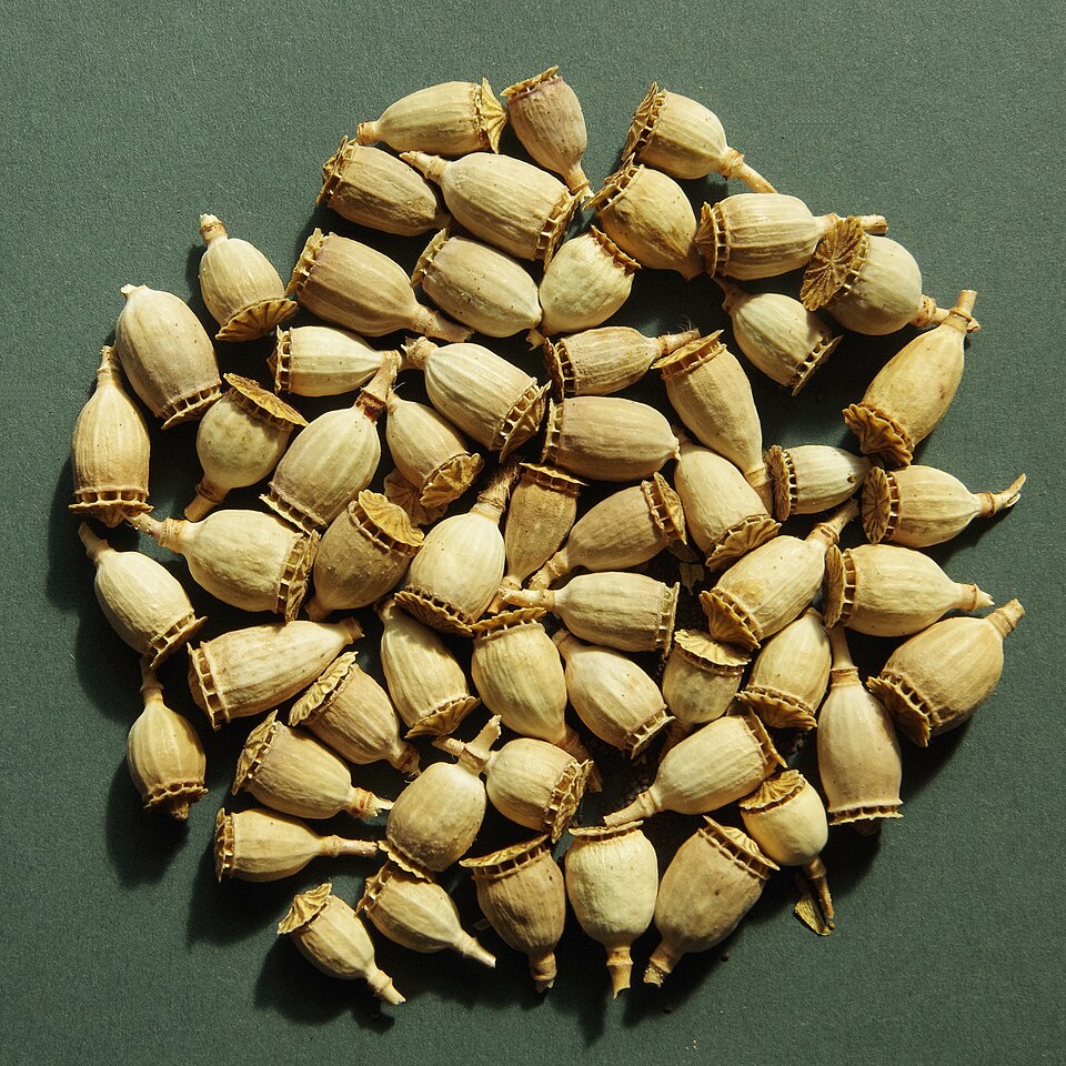 File:Papaver rhoeas capsules.jpg