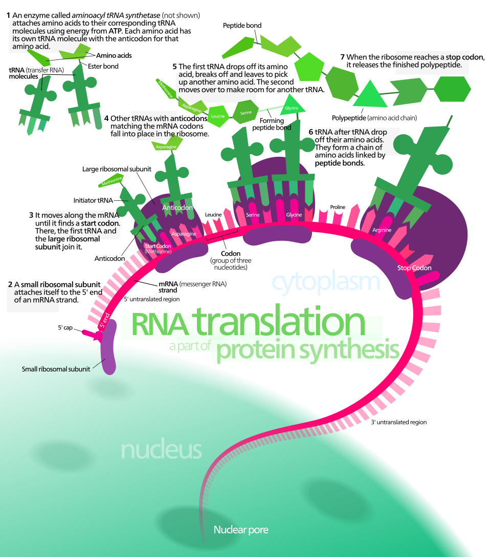 File:Protein synthesis.svg