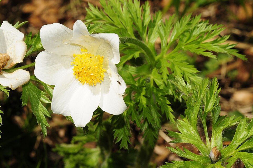 File:Pulsatilla alpina (1).JPG