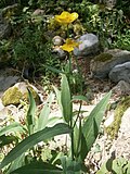 Ranunculus lingua