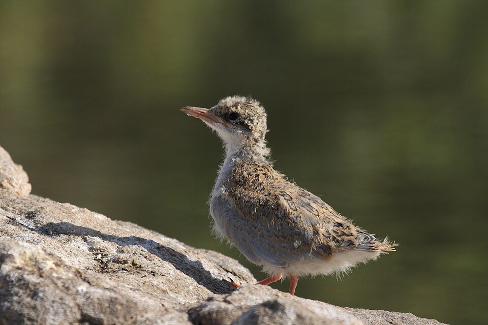 File:River Tern Chick.JPG