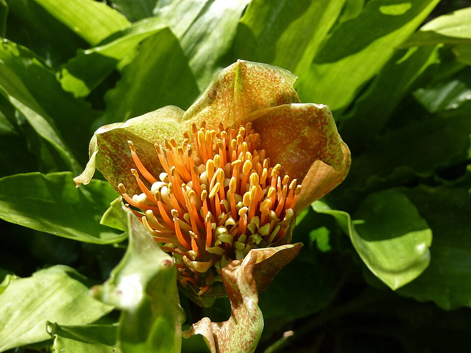 File:Scadoxus membranaceus - Basel - 2.jpg