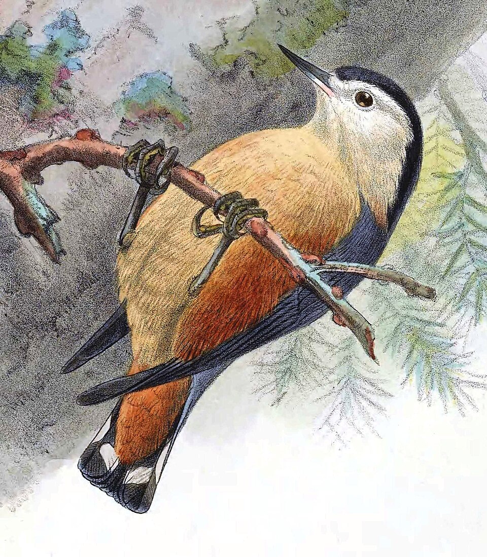 File:Sitta przewalskii Keulemans.jpg