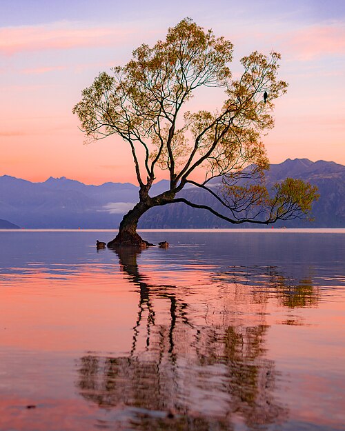 File:ThatWanakaTree at Sunrise.jpg