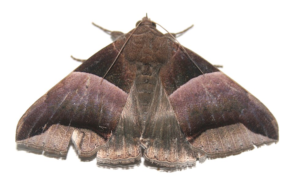 File:Achaea echo, imago, Pretoria, a.jpg