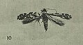 Thumbnail for version as of 09:36, 3 December 2010
