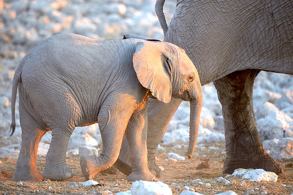 File:African Elephant Baby Walk 2019-07-23.jpg