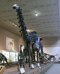 Skeleton of Brontosaurus at the Yale Peabody Museum
