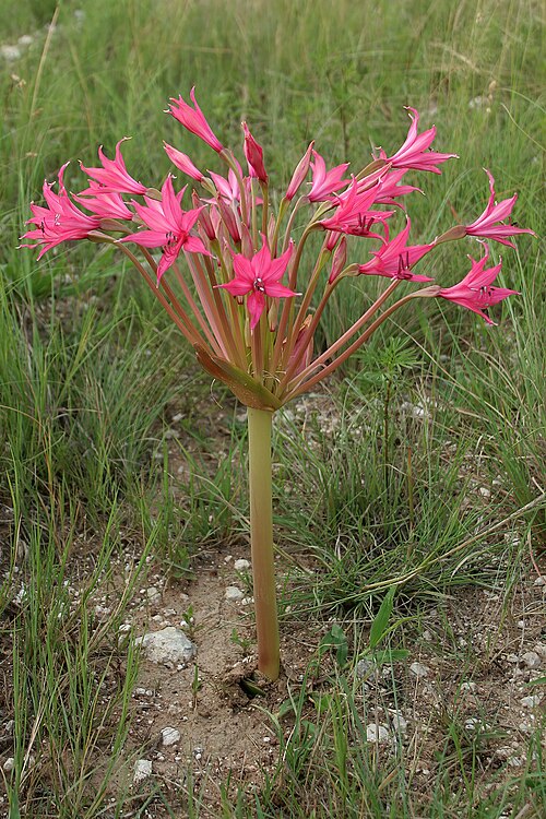 File:Brunsvigia radulosa 20D 4285.jpg