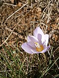 Crocus kotschyanusclose-up
