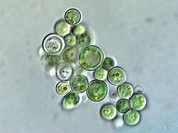 Callophyllis laciniata
