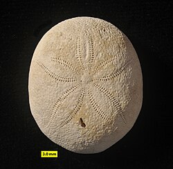 Echinolampas, a sea urchin