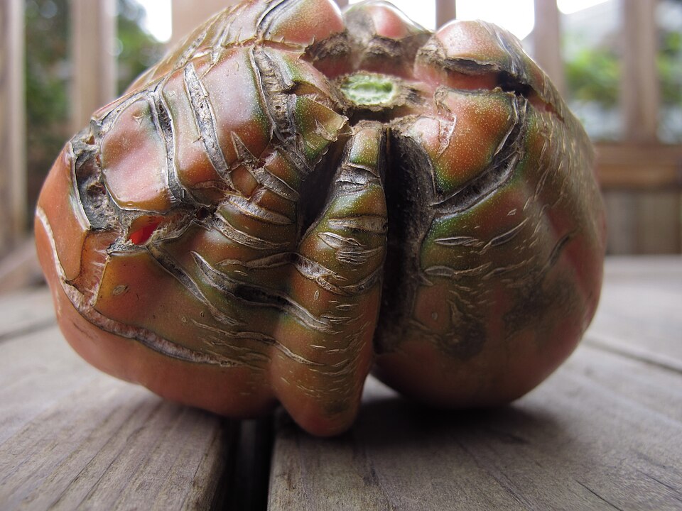 File:Split tomato.jpg