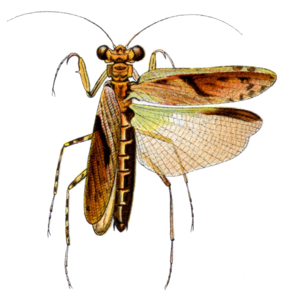 File:Amorphoscelis elegans.jpg