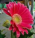 Thumbnail for version as of 08:15, 31 May 2005