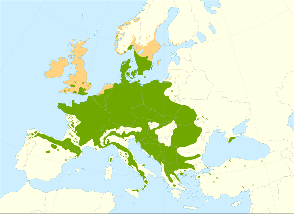 File:Fagus sylvatica range.svg