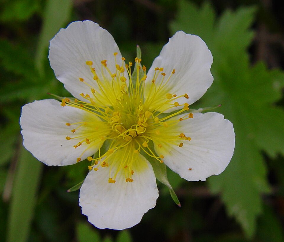 File:Geum pentapetalum in Mount Cho 2003-08-02.jpg