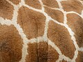 Thumbnail for version as of 07:08, 12 July 2010