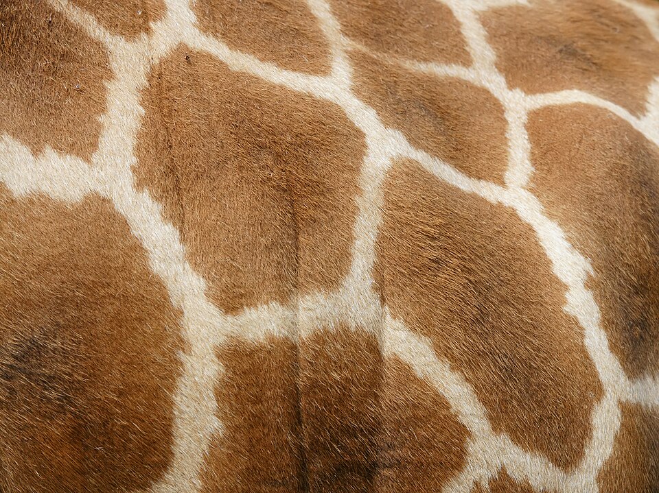 File:Giraffa camelopardalis rothschildi (pattern).jpg