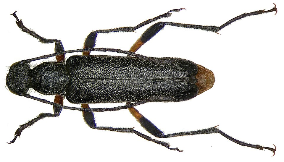File:Grammoptera abdominalis (Stephens, 1831) (2871750851).jpg