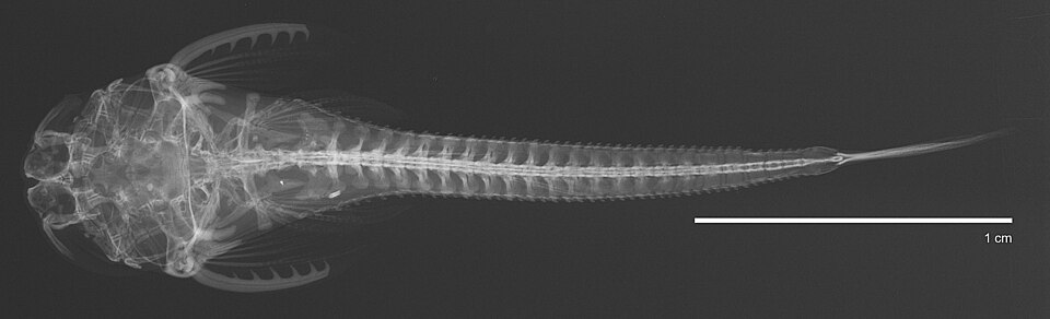 File:Hoplomyzon atrizona Myers, 1942 1317868496.jpg