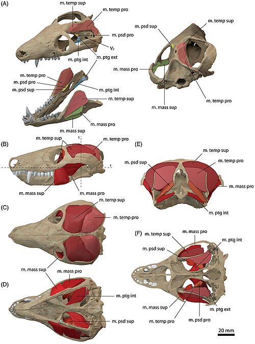 File:Jaw adductor musculature of Thrinaxodon.jpg