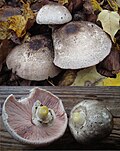Thumbnail for version as of 14:46, 28 October 2012