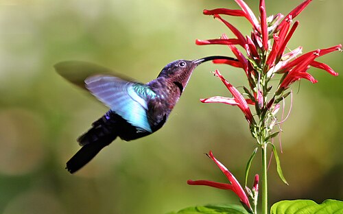 Purple-throated carib Eulampis jugularis Dominica