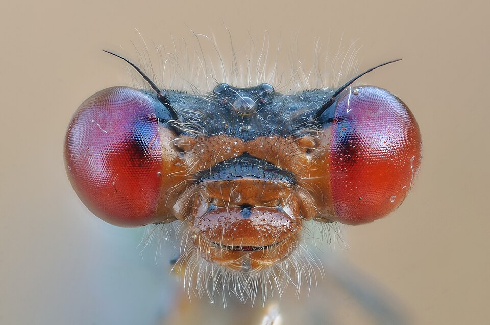 File:Red eyes (8068633757).jpg