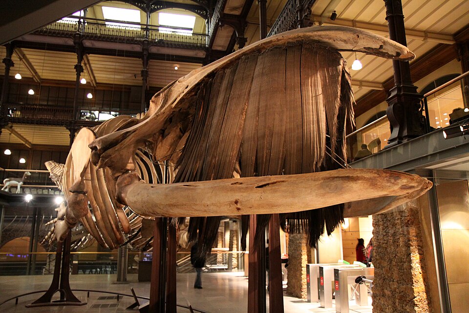 File:Squelette de baleine australe.JPG