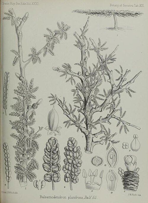 File:Transactionsofro311888roy 0583.jpg