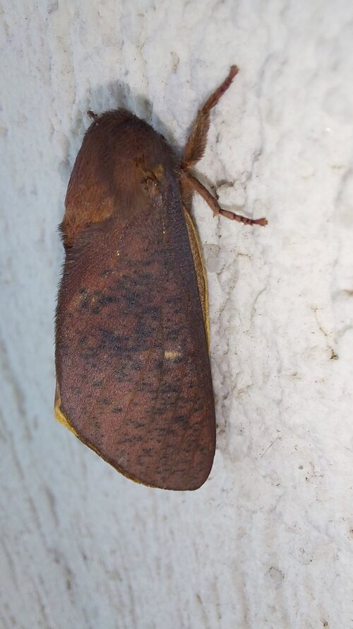File:Almeidella corrupta.jpg